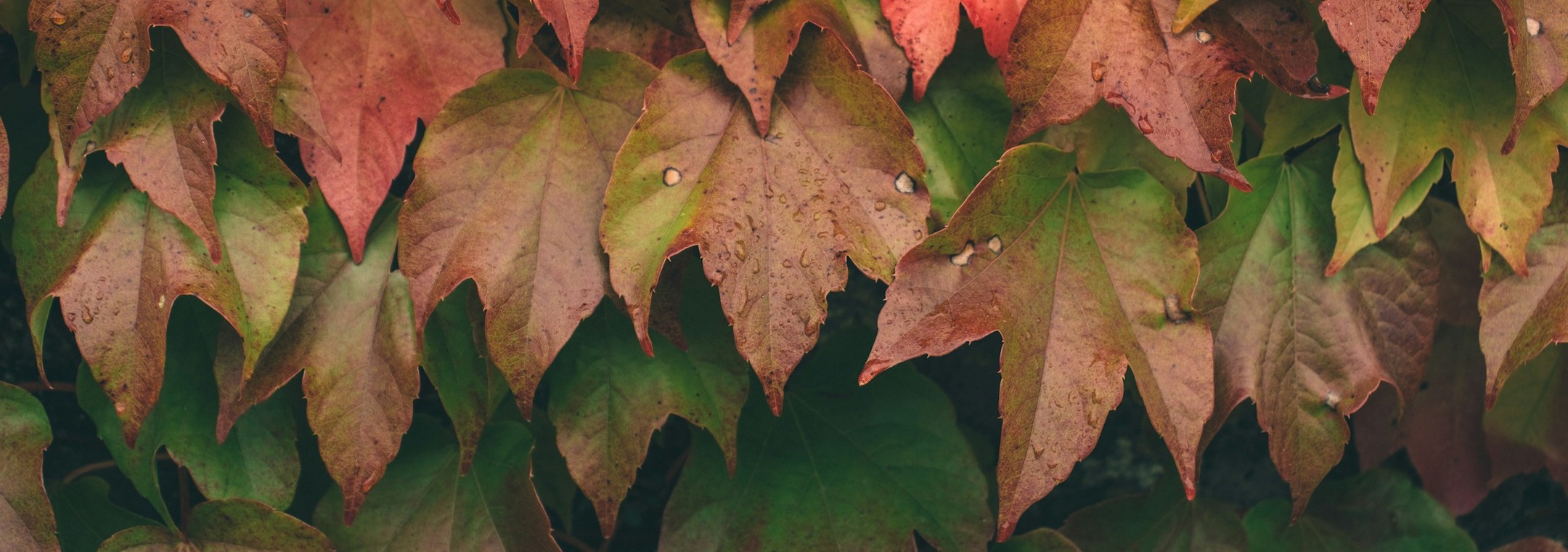 Unsplash · 반쯤 물든 담쟁이잎(설명용)